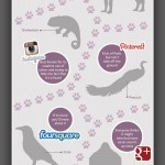 Social-Media-Animals