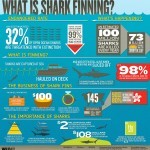 What-is-Shark-Finning